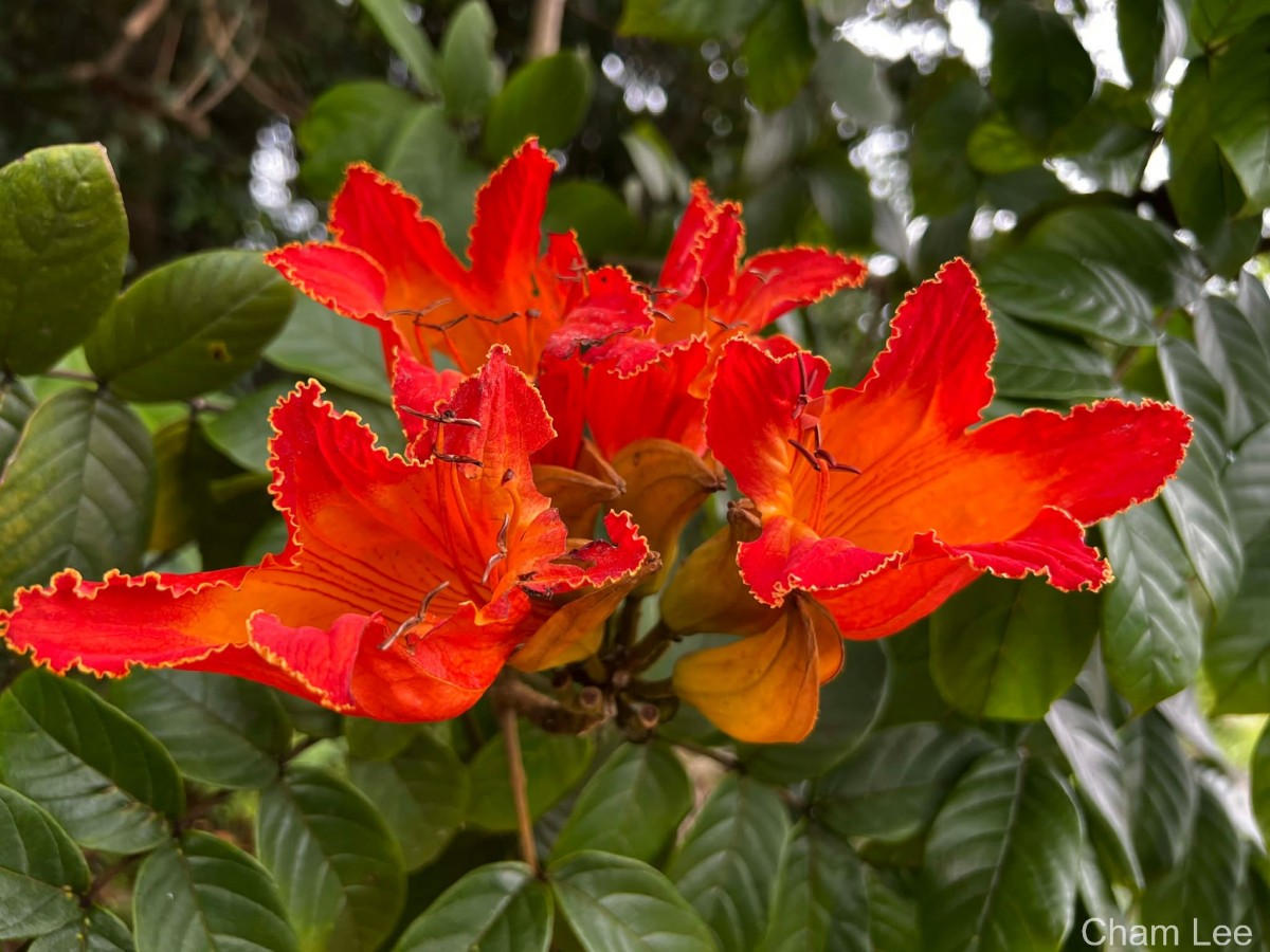 Spathodea campanulata P.Beauv.